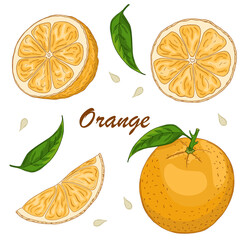 Vector set of colorful hand drawn oranges isolated on white background. Design for organic or natural products packaging