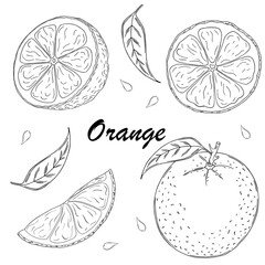 Vector set of black line hand drawn oranges isolated on white background. Design for organic or natural products packaging