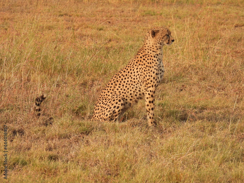 Wall mural cheetah in the serengeti