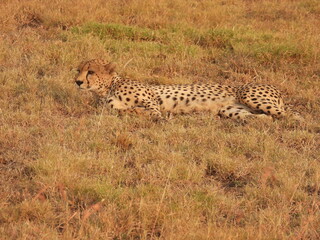 cheetah in the serengeti