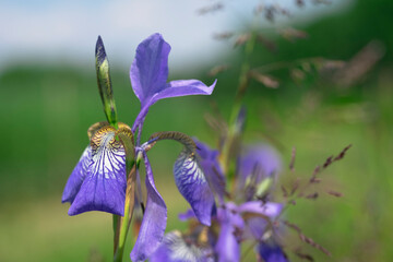 Iris lila - 444019142