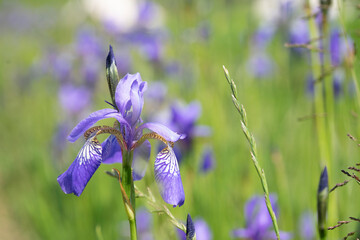 Iris lila - 444019198