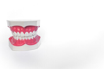 Teeth model isolated on white background. Concepts to use as teaching materials Make children understand oral and dental health.