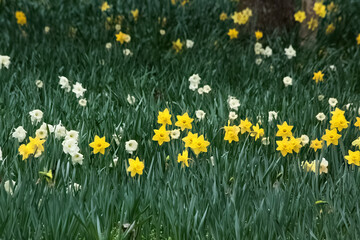 Fototapeta premium Daffodils growing outdoors