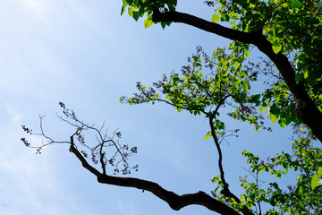 Blick in Baumkrone eines Blauglockenbaumes - 444019518
