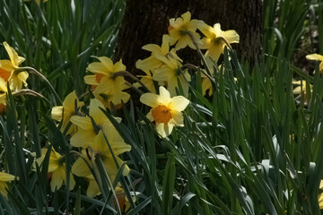 Fototapeta na wymiar Daffodils growing outdoors
