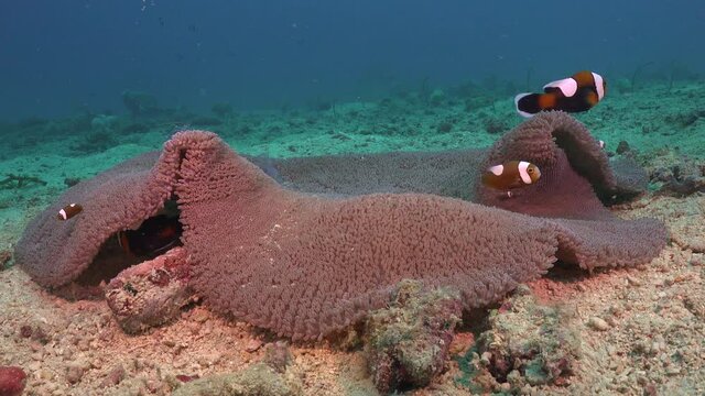 Saddleback Clownfish (Amphiprion polymnus) family swimming in big open sea anemone, wide angle shot