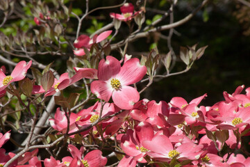Pink Dogwood flowers in the sunshine