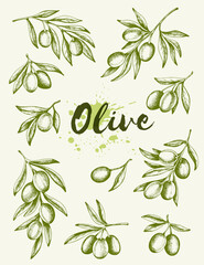 Vintage hand drawn olives