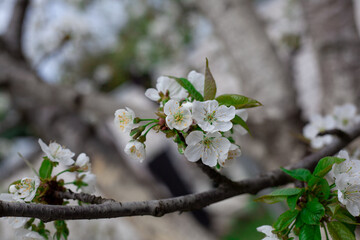 Spring flowering cherry, white flowers close-up, Selective focus and shallow DOF.