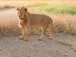 lion in the serengeti