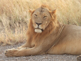 lion in the serengeti