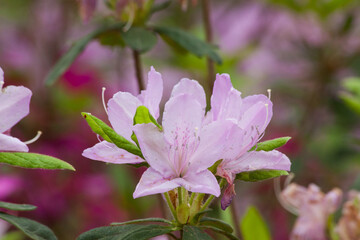 Pink Azalea blooming in the sunshine