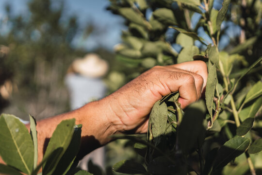 Hands harvesting the leaves of the yerba mate plant.