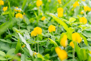 spring yellow flowers background with morning sunshine