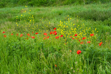 beautiful field of red poppies