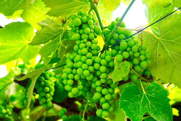 Green berries of wine on a bush, nature, close-up