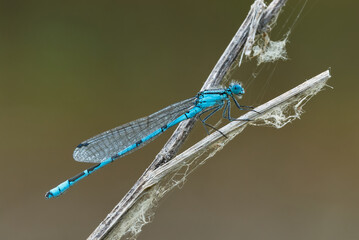 White legged damselfly male, sitting motionless on dry grass with spider web. Waiting for prey. Blurred  light background. Genus Platycnemis pennipes.