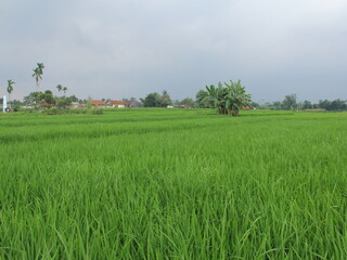 green and fresh rice fields