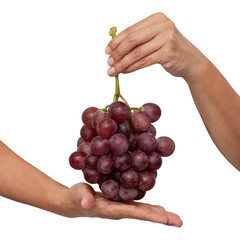 Female hand holding a bunch of red grapes isolate on white background
