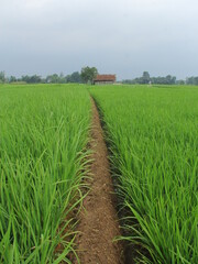 green and fresh rice fields