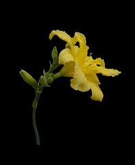 Yellow daylily flower.