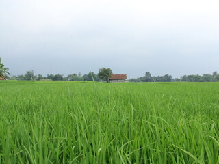 green and fresh rice fields