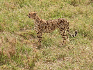cheetahs in the serengeti - obrazy, fototapety, plakaty