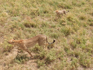 cheetahs in the serengeti