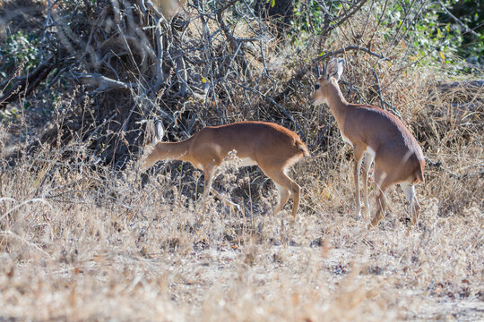 oribi mammal reproduction in the kruger national park of south africa