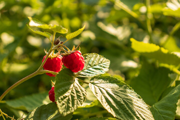 branch of ripe raspberries in a garden on green background