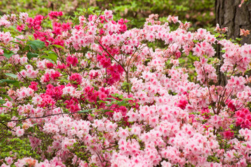 Pink and red azalea blooms