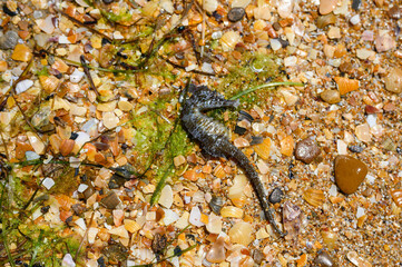 The dead seahorse lies on the sea shore with algae.