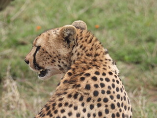 cheetahs in the serengeti
