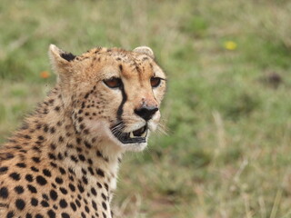 Fototapeta na wymiar cheetahs in the serengeti