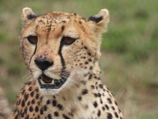 Obraz na płótnie Canvas cheetahs in the serengeti