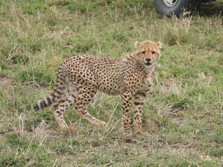 cheetahs in the serengeti