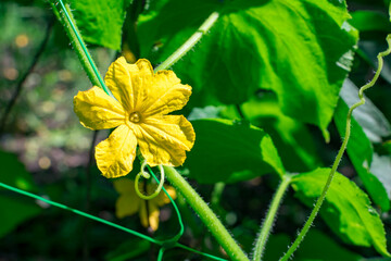 Yellow cucumber flower close-up in the rays of the sun on a blurred background of green leaves. Selective focus. Growing vegetables.