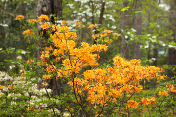 Obraz premium Orange flowers in a garden