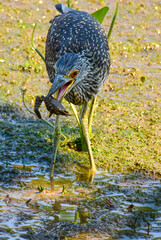 A Juvenile Black-crowned Night Heron tries to eat a small one-clawed crab at Kenilworth Aquatic Gardens in Washington, DC