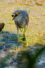 A Juvenile Black-crowned Night Heron tries to eat a small one-clawed crab at Kenilworth Aquatic Gardens in Washington, DC