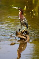 Little Green Heron at Kenilworth Aquatic Gardens