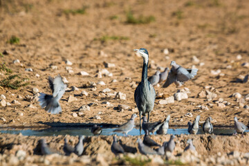 Black headed Heron standing at waterhole in Kgalagadi transfrontier park, South Africa; specie Ardea melanocephala family of ardeidae