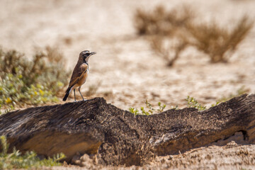 Capped Wheatear standing on a log in Kgalagadi transfrontier park, South Africa; specie Oenanthe pileata family of Musicapidae
