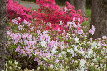 Obraz premium Pink and red azalea blooms
