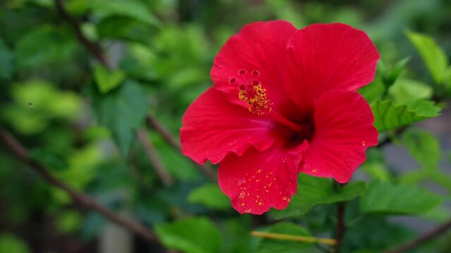  ハイビスカスの花　熱帯植物