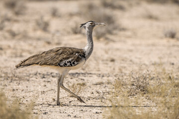 Kori bustard walking in dry land in Kruger National park, South Africa ; Specie Ardeotis kori family of Otididae