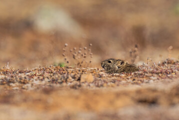 Abyssinian Grass Rat - Arvicanthis abyssinicus, small shy rat endemic to Ethiopean mountains, Bale mountains, Ethiopia.