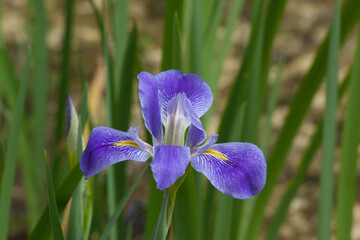 Blue Iris blooming in a garden
