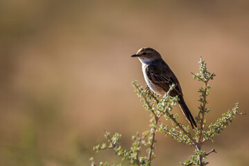 Mariqua Flycatcher standing on a branch isolated in natural background in Kgalagadi transfrontier park, South Africa ; specie Melaenornis mariquensis family of Musicapidae